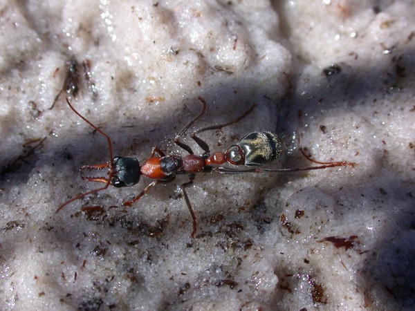 Bulldog Ant